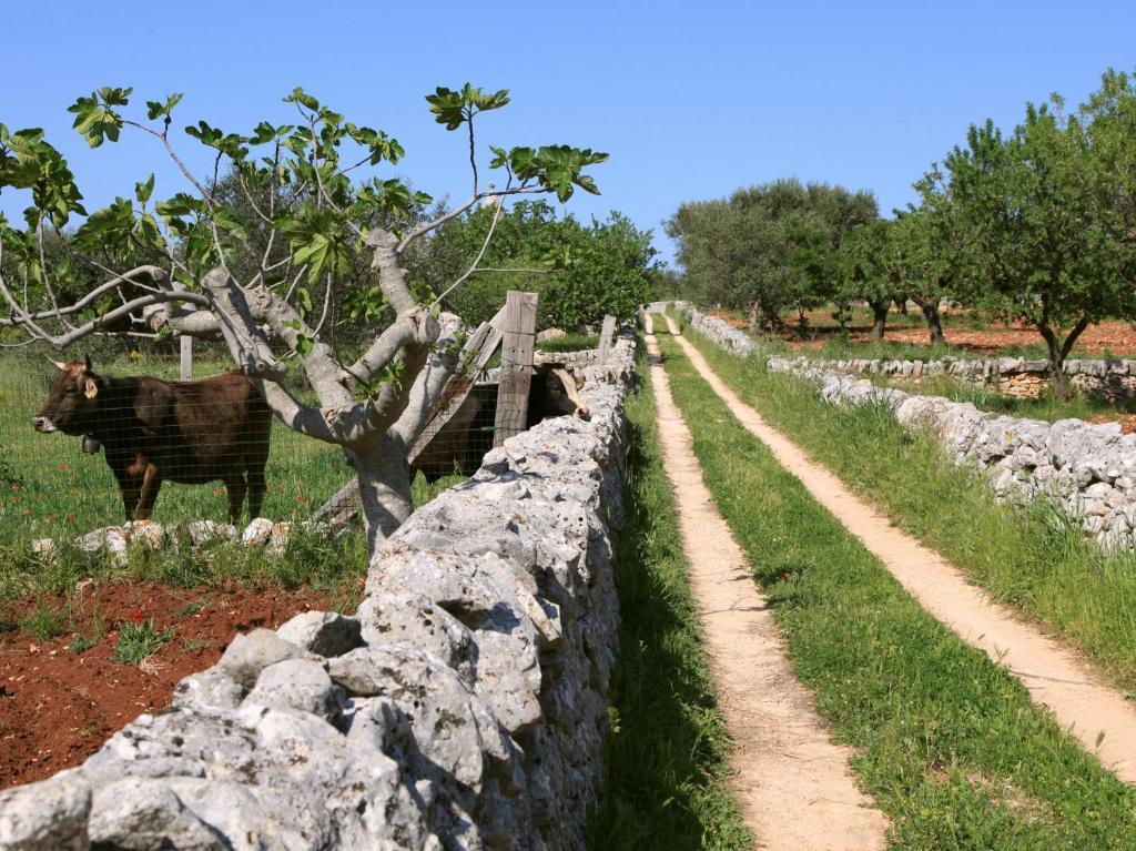 Penzion Pietraluce Alberobello Exteriér fotografie
